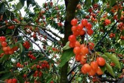 cherry