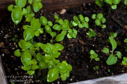 【スパイス豆知識】スイートバジルの育て方｜家庭菜園はじめました。